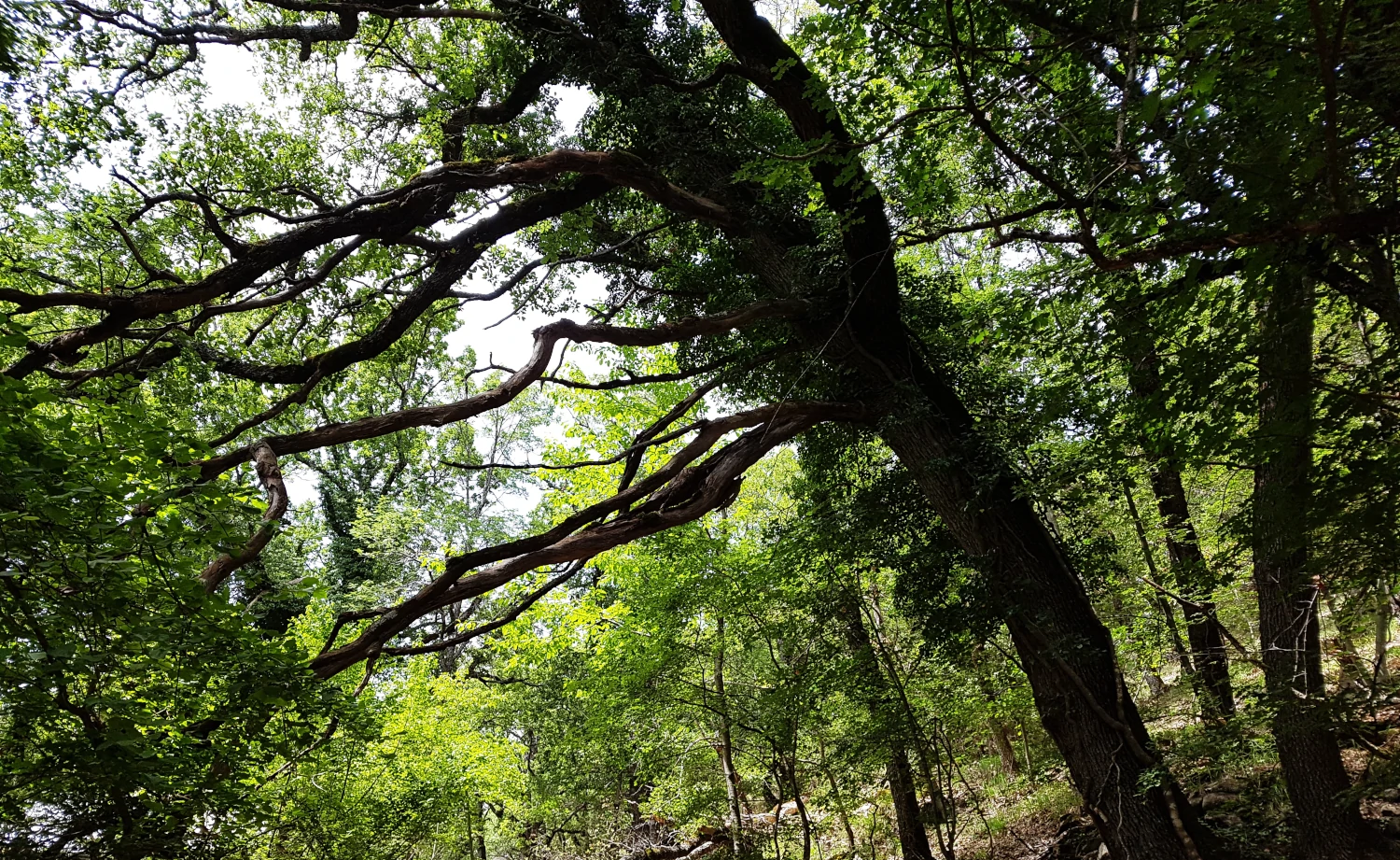 Forêt de Provence
