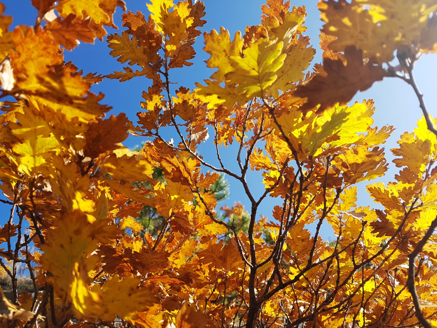 Couleurs d'automne en Provence