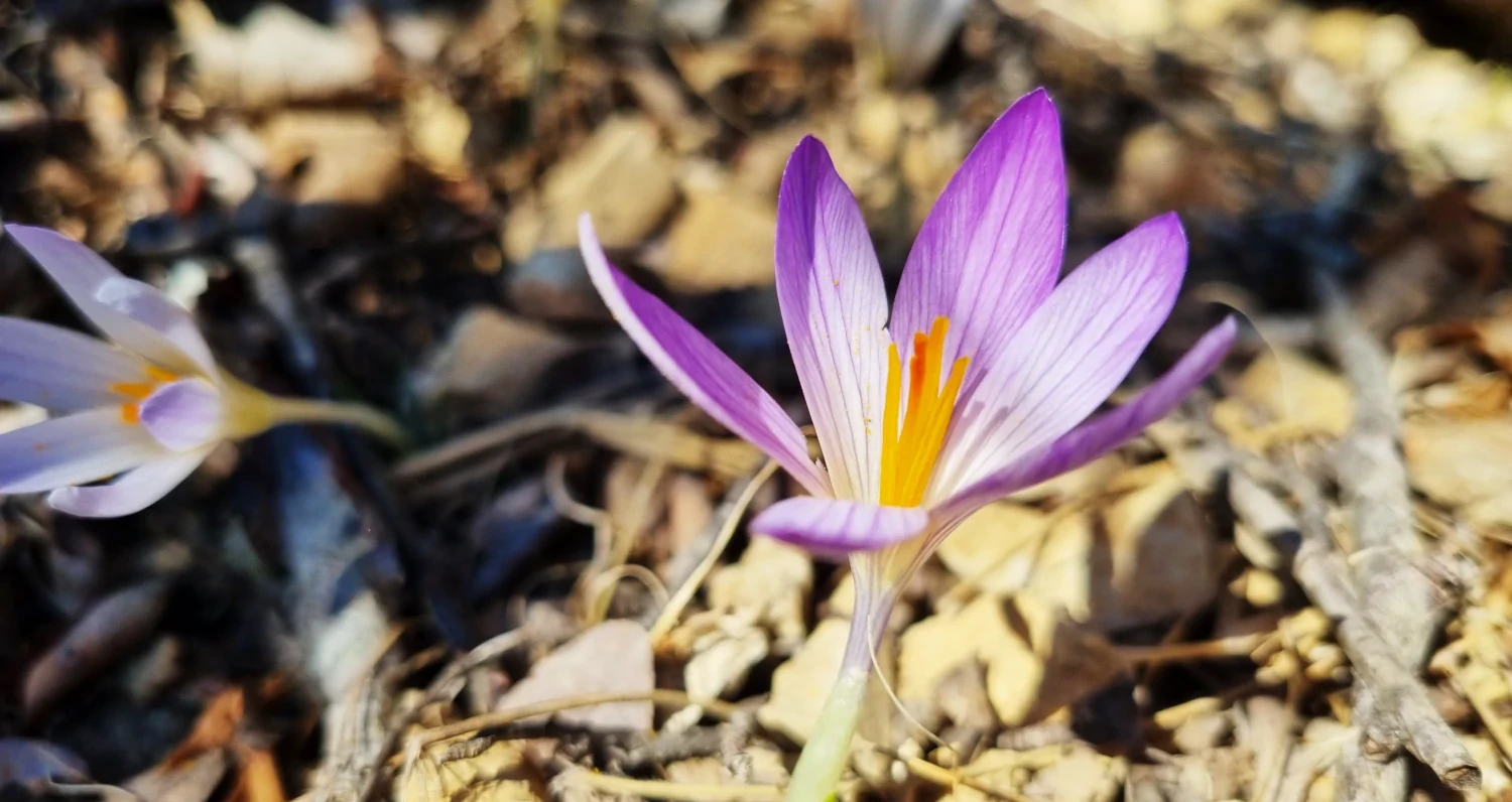Crocus en Provence