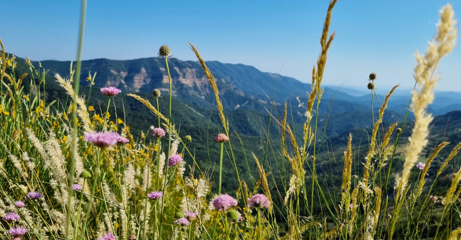 L'été sur les hauteurs provençales