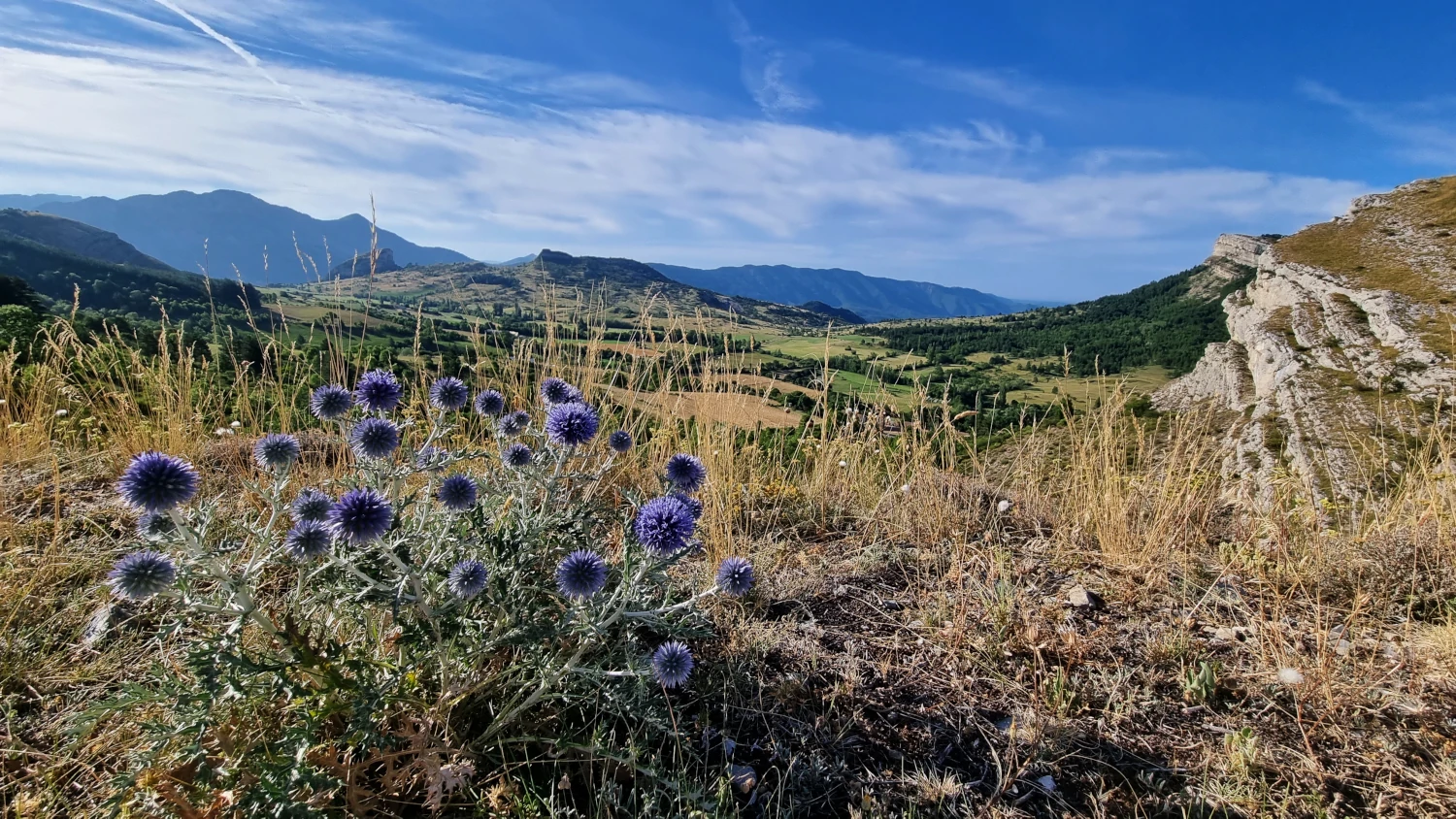 Garrigue provençale