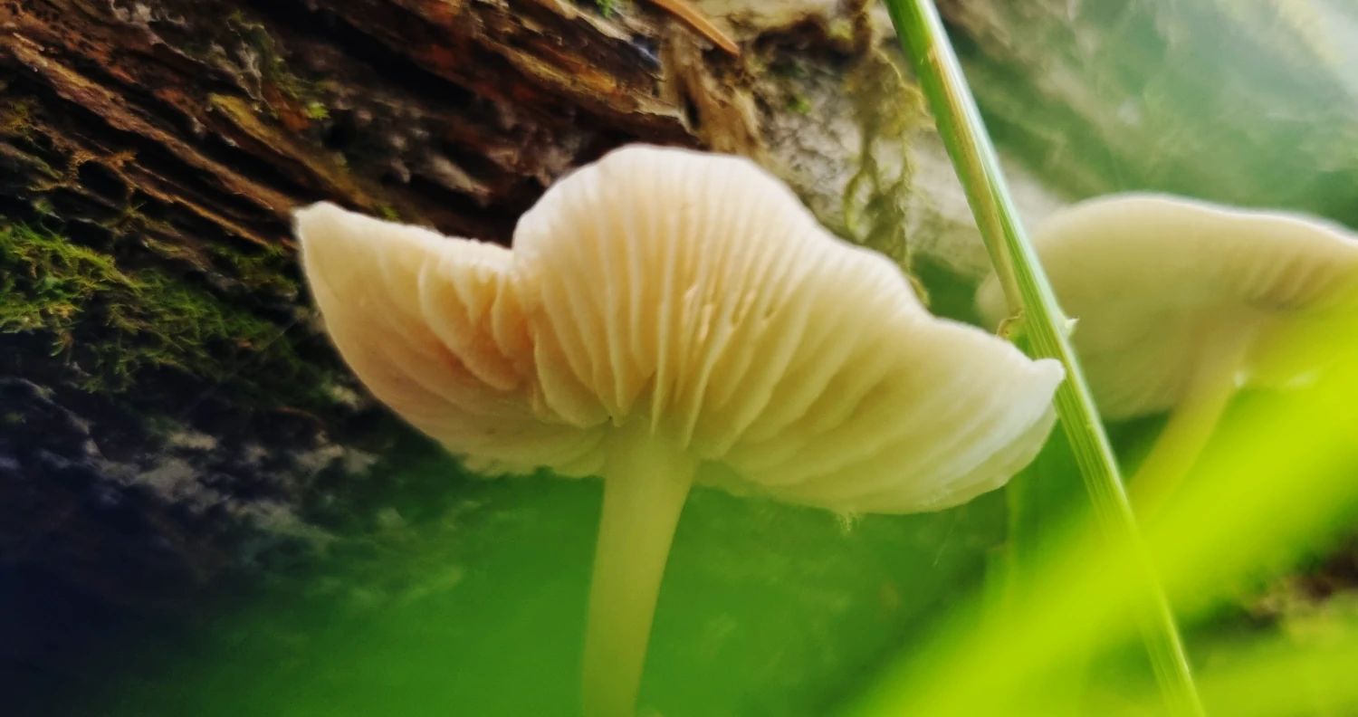 Champignons d'automne en Provence