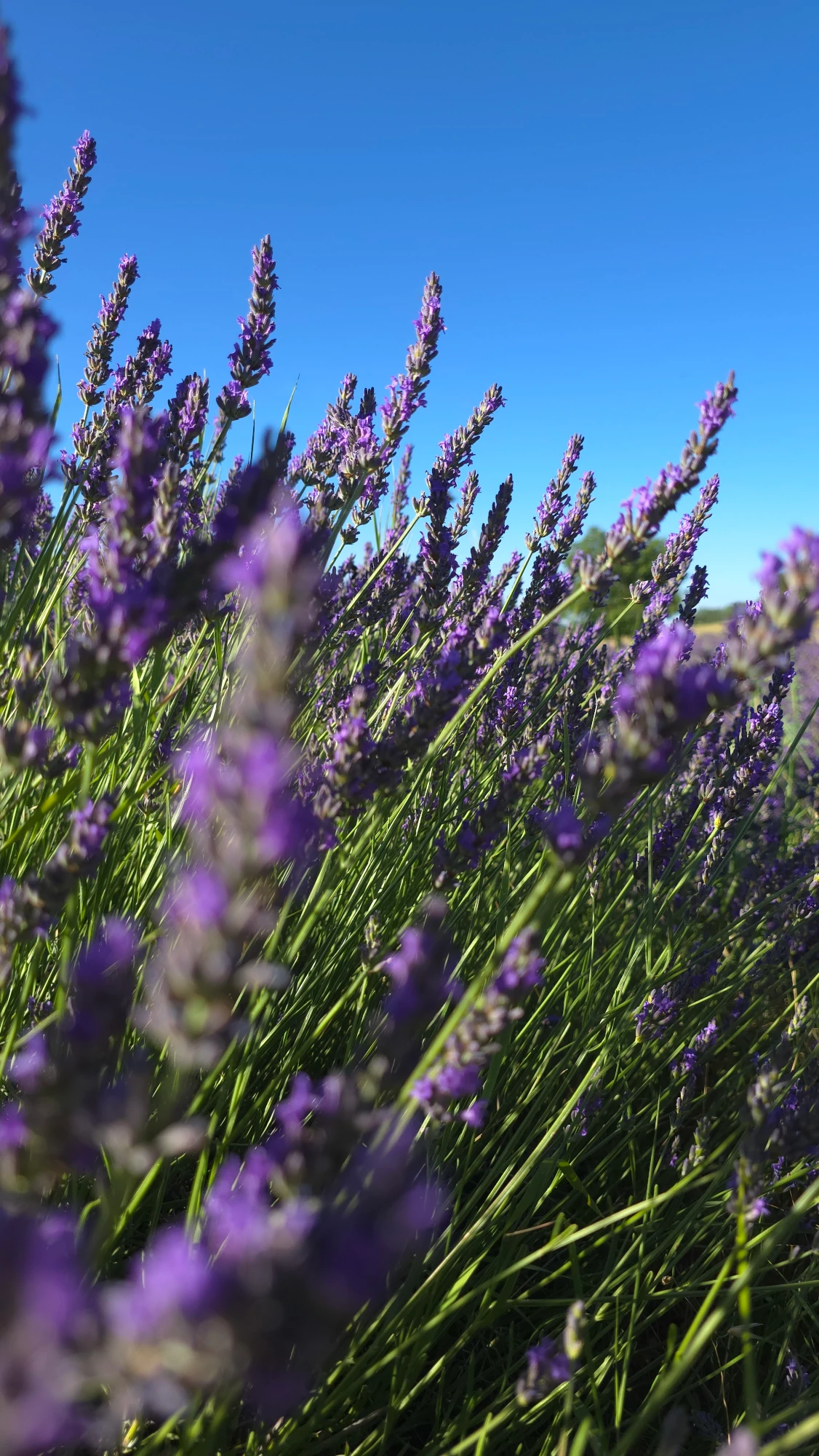 Lavandes de Haute-Provence