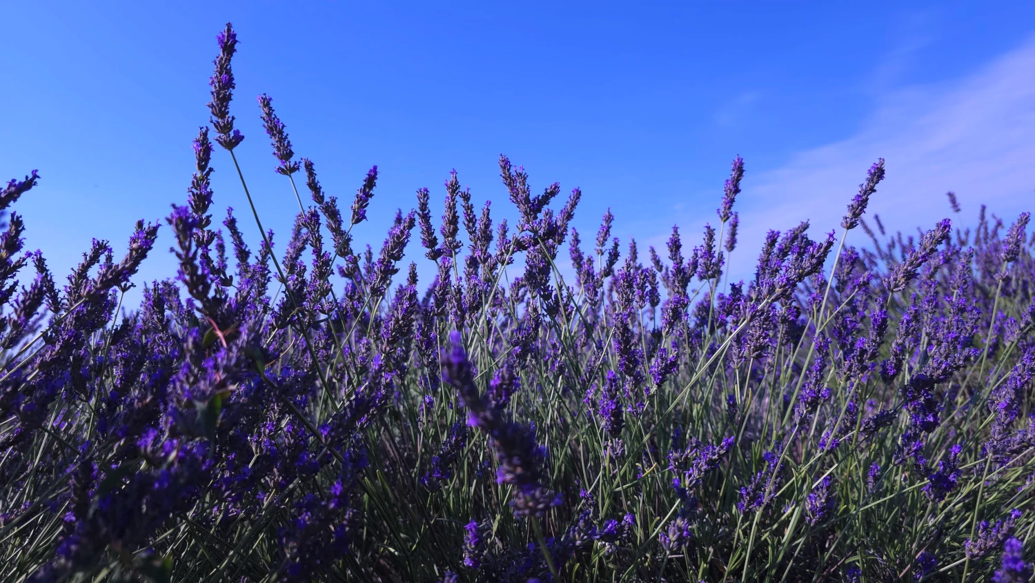 Lavandes sur le plateau de Valensole