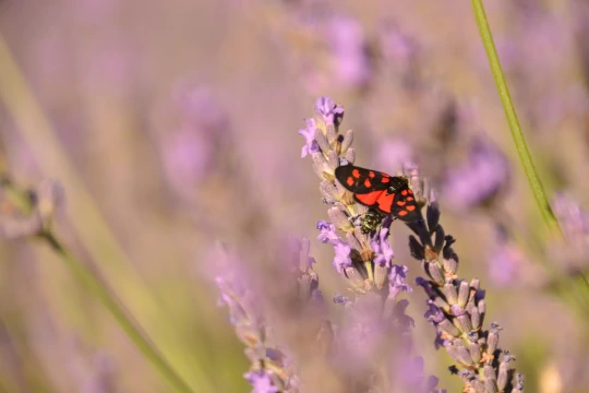 Paysage de Provence