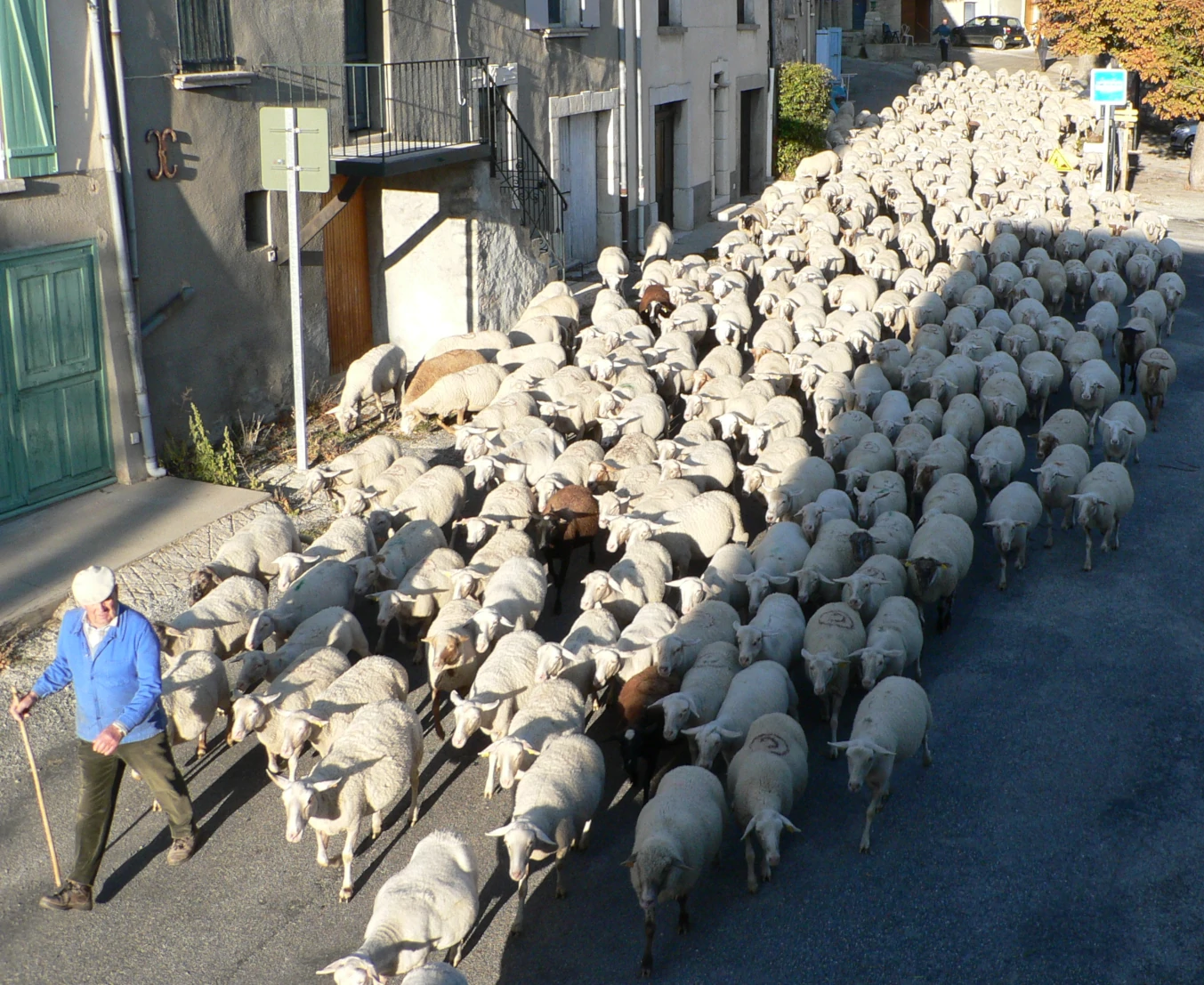 Transhumance en Provence