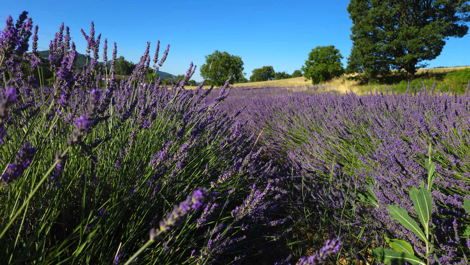 Paysage provençal — l'univers de Terlon