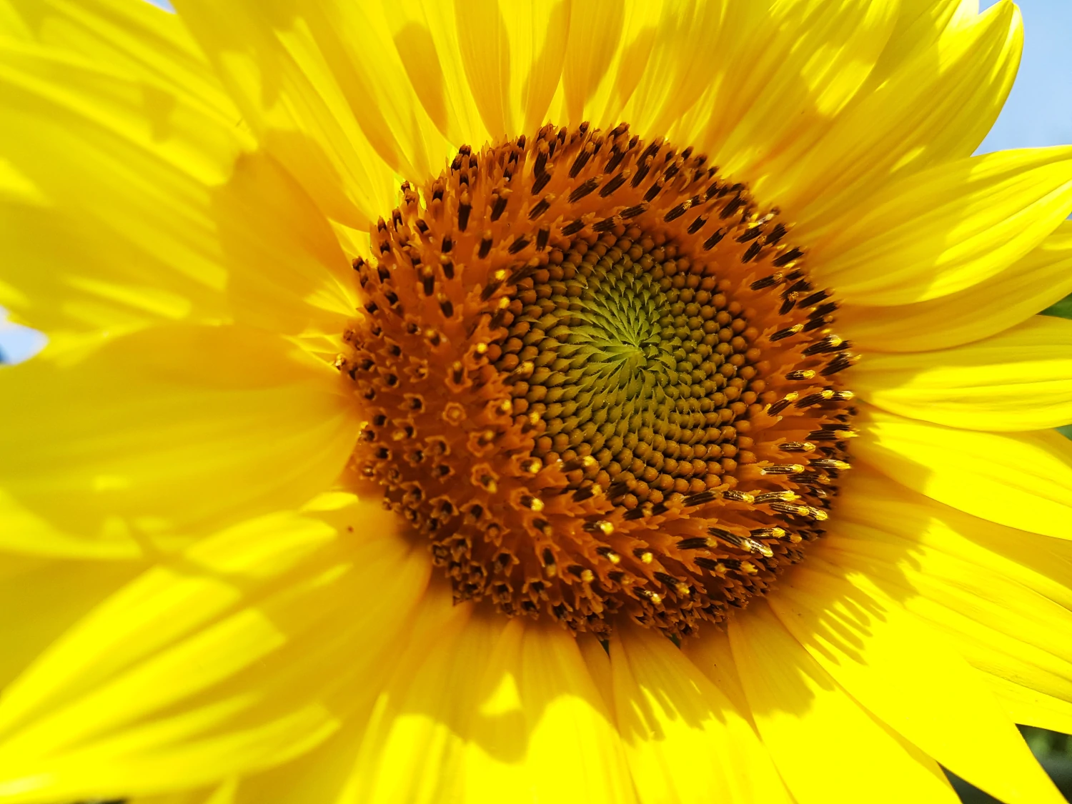 Tournesol de Provence