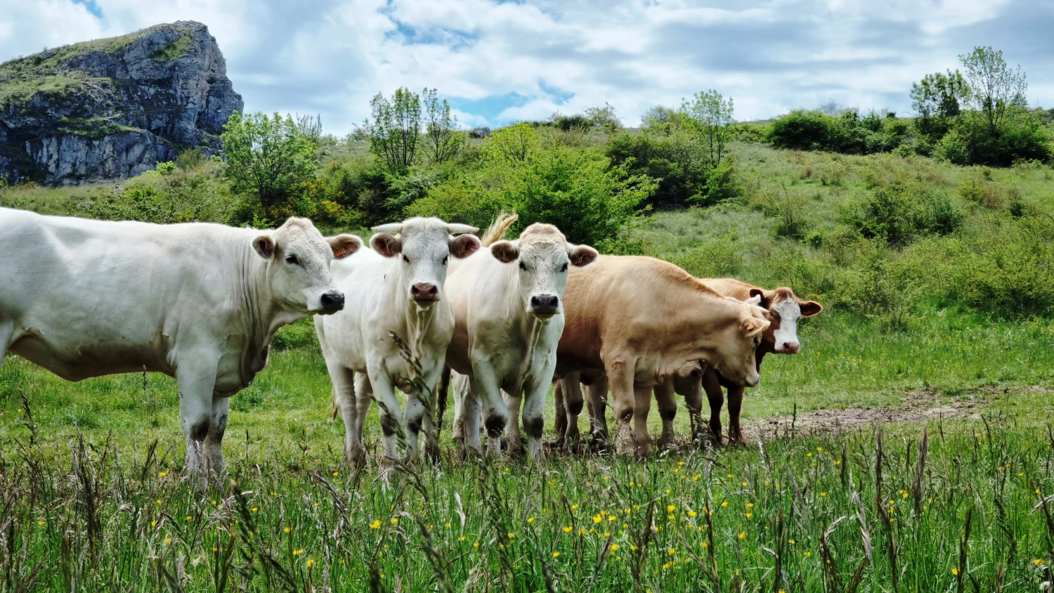 Troupeau de vaches